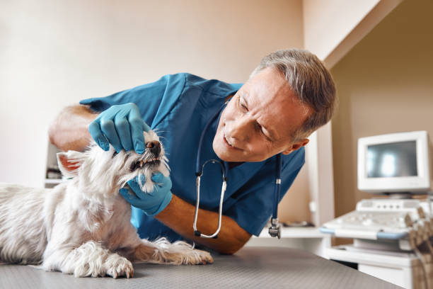 Best 24-Hour Emergency Dentist in Wallingford Center, CT
